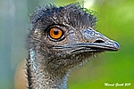 Emu