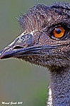 Emu