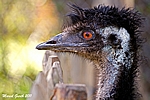 Emu