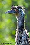 Emu