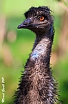 Emu