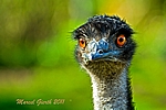 Emu