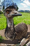 Emu