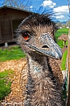 Emu