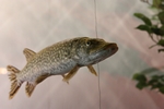 Hecht (Esox lucius)