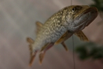 Hecht (Esox lucius)