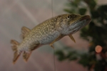 Hecht (Esox lucius)