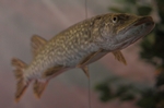 Hecht (Esox lucius)
