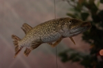 Hecht (Esox lucius)