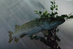 Hecht (Esox lucius) - entrauscht mit Neat Image