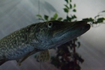 Hecht (Esox lucius) - entrauscht mit Neat Image