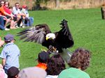 Wei&szlig;kopfseeadler