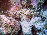 Fransen oder  Flacher Drachenkopf - Scorpaenopsis oxycephalus