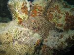 B&auml;rtiger Drachenkopf - Scorpaenopsis barbatus