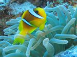 Rotmeer-Anemonenfisch - Amphiprion bicinctus