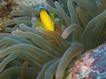 Rotmeer-Anemonenfisch - Amphiprion bicinctus