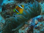 Rotmeer-Anemonenfisch - Amphiprion bicinctus
