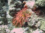 Rotmeer-Anemonenfisch - Amphiprion bicinctus
