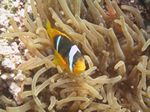 Rotmeer-Anemonenfisch - Amphiprion bicinctus
