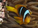 Rotmeer-Anemonenfisch - Amphiprion bicinctus