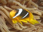 Rotmeer-Anemonenfisch - Amphiprion bicinctus