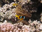 Rotmeer-Anemonenfisch - Amphiprion bicinctus