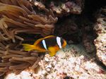 Rotmeer-Anemonenfisch - Amphiprion bicinctus