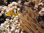 Rotmeer-Anemonenfisch - Amphiprion bicinctus