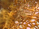 S&auml;gezahn-Haarstern (Oligometra serripinna) auf Feuerkoralle (Millepora dichotoma)