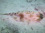 Augenfleck-Zitterrochen - Bullseye electric ray (Diplobatis ommata)