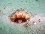 Augenfleck-Zitterrochen - Bullseye electric ray (Diplobatis ommata)