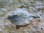 Round stingray - runder Stachelrochen (Urolophus halleri)