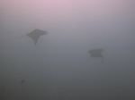 Mobula - Teufelsrochen - Devils ray- (Mobula tarapacana, thurstoni, munkiana, or japanica)