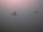 Mobula - Teufelsrochen - Devils ray- (Mobula tarapacana, thurstoni, munkiana, or japanica)