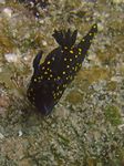 Ghiselin's chromodorid - - (Hypselodoris ghiselini)