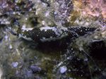 Agassiz's nudibranch - - (Hypselodoris agassizii)