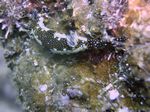 Agassiz's nudibranch - - (Hypselodoris agassizii)