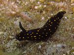 Ghiselin's chromodorid - - (Hypselodoris ghiselini)