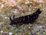 Ghiselin's chromodorid - - (Hypselodoris ghiselini)