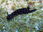 Ghiselin's chromodorid - - (Hypselodoris ghiselini)