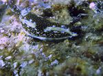 Agassiz's nudibranch - - (Hypselodoris agassizii)