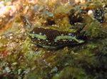 Agassiz's nudibranch - - (Hypselodoris agassizii)