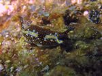 Agassiz's nudibranch - - (Hypselodoris agassizii)
