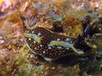 Agassiz's nudibranch - - (Hypselodoris agassizii)