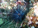 Crowned sea urchin - Gekr&ouml;nter Seeigel- (Centrostephanus coronatus)
