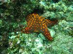 Panamic cushion star - Panamaische Noppen-Seestern (Pentaceraster cumingi)