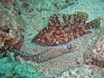 Jewel Moray - Leoparden Mur&auml;ne - (Muraena lentiginosa)