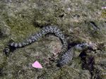 Jewel Moray - Leoparden Mur&auml;ne - (Muraena lentiginosa)