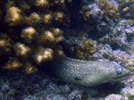 Jewel Moray - Leoparden Mur&auml;ne - (Muraena lentiginosa)