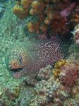 Jewel Moray - Leoparden Mur&auml;ne - (Muraena lentiginosa)